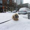 Photos, Video: Animals Enjoying First Snowfall Of Season